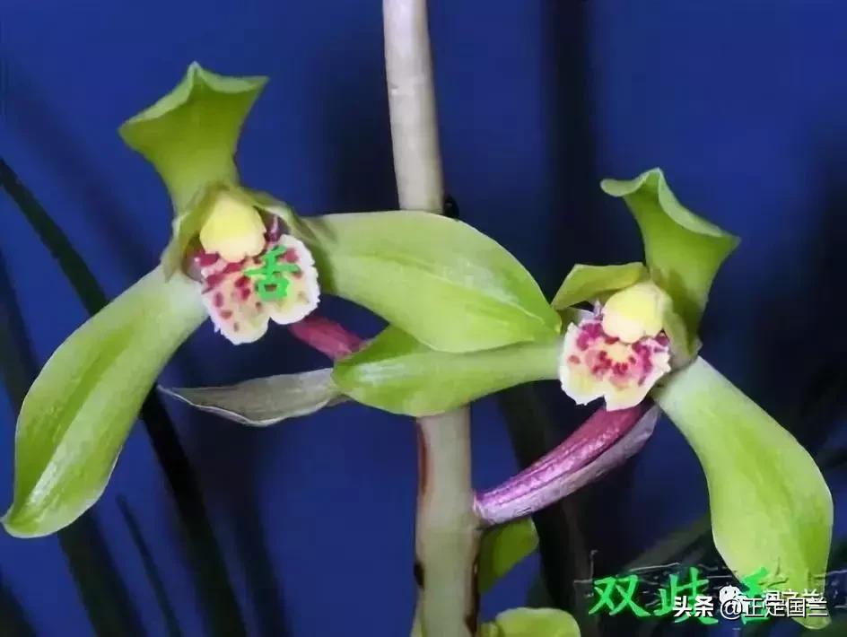 兰花知识大全100种,兰花鉴赏术语100条