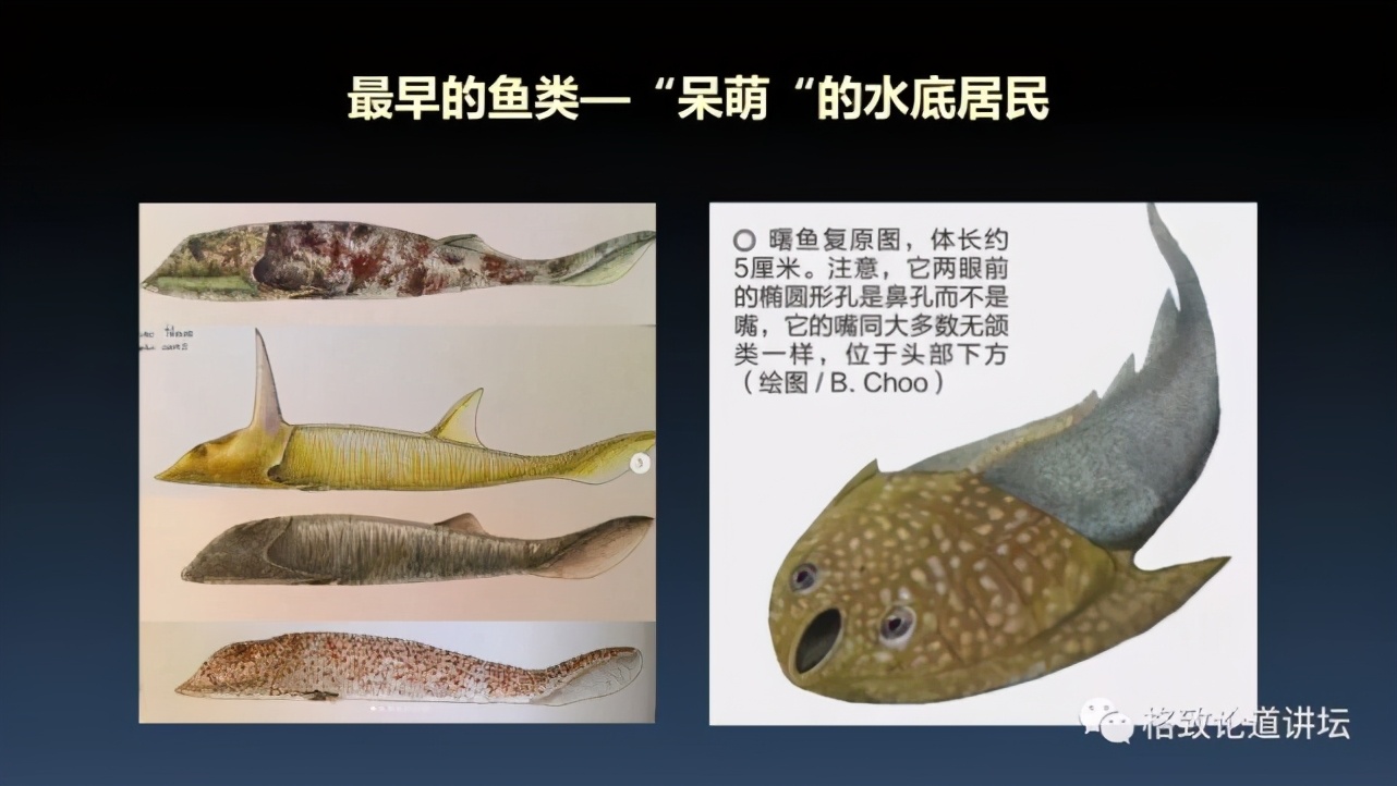 我们用来咬合的颌骨，竟和这条古鱼海怪一脉相承