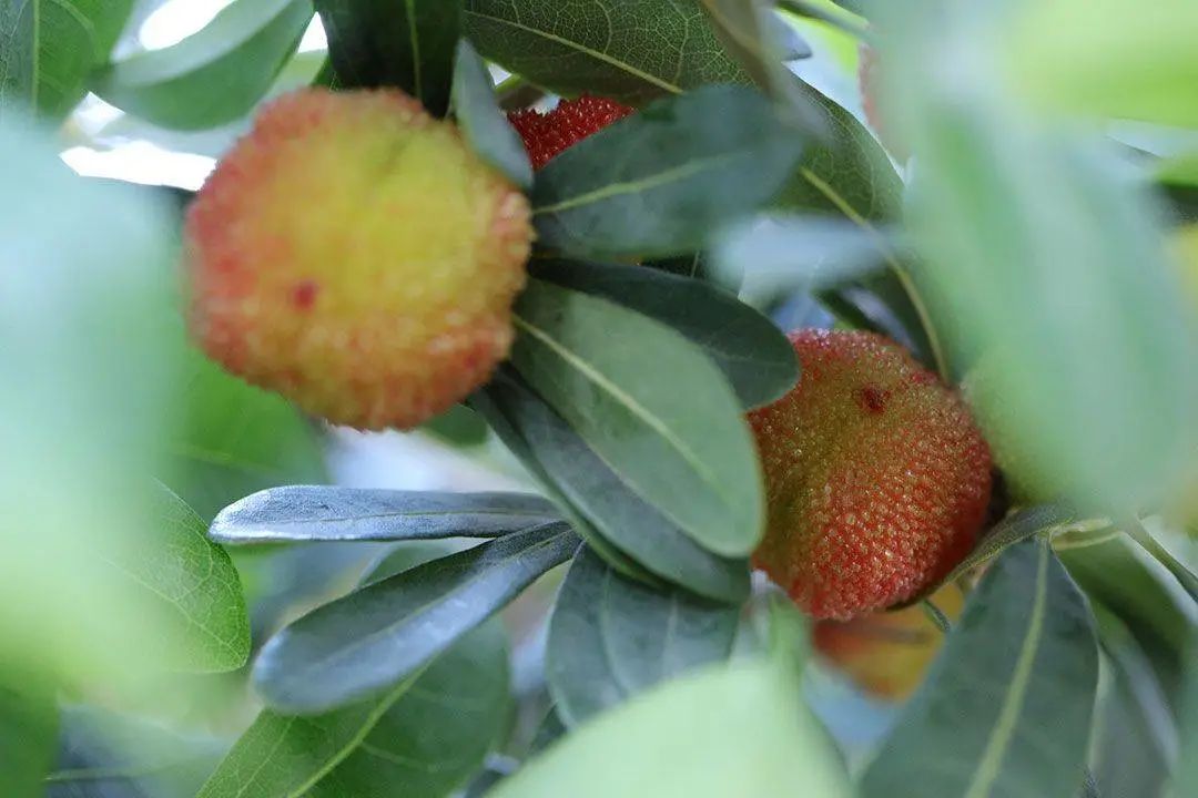 国家地理标志产品仙居杨梅,杨梅地理