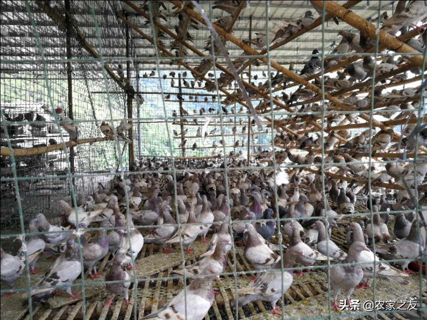 广西大新:赵建成夫妻双双合唱致富“鸽”