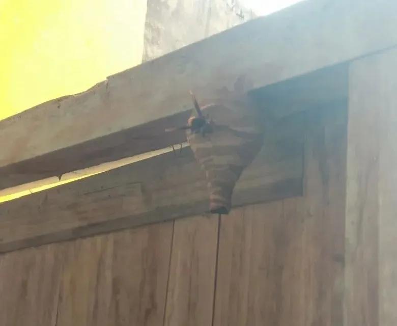 阳台被胡蜂建窝有什么讲究,野蜂在客厅窗户外筑巢是什么征兆