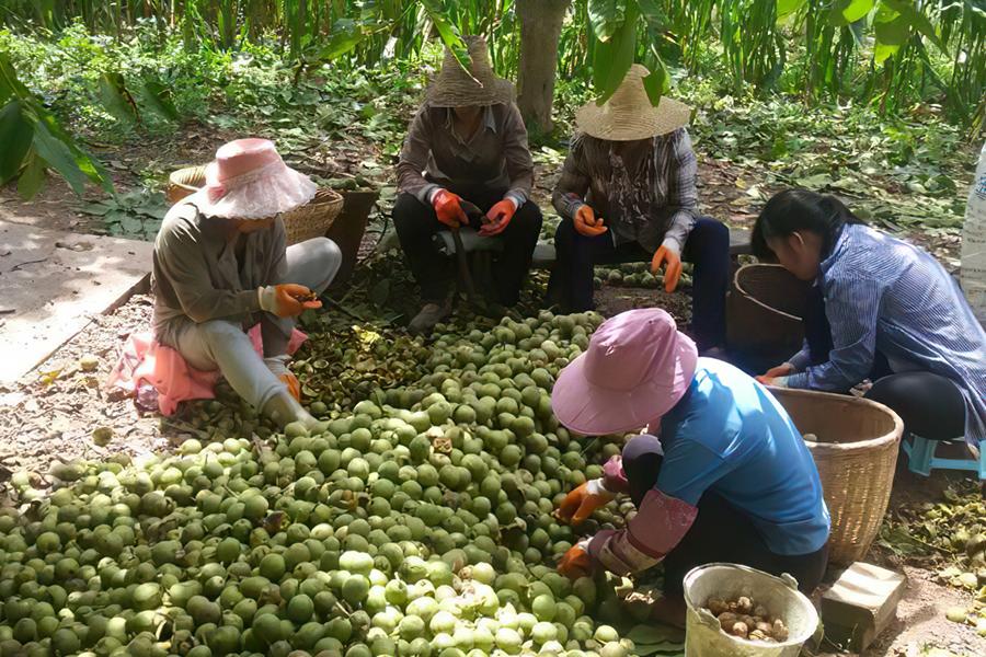 一斤3元，每年只吃3个月，去皮手染黑，一次买10斤不够吃