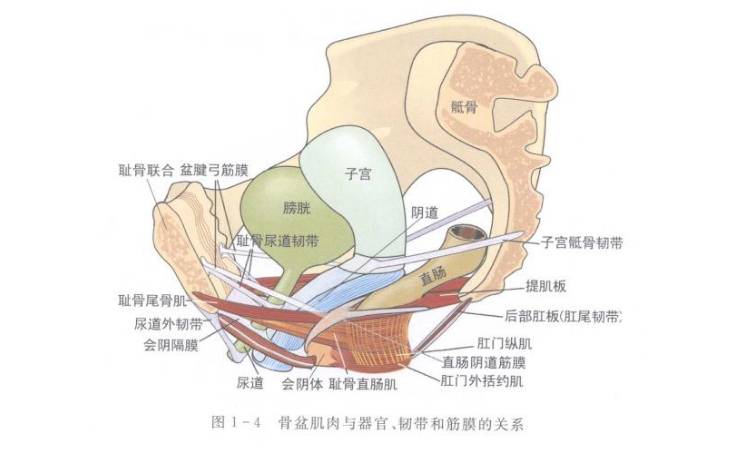 医生常用的解剖学、内外科口诀