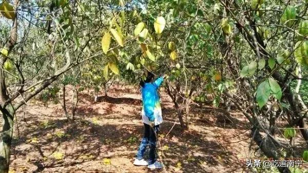 南宁农家乐烧烤地点推荐,南宁市周边农家乐窑鸡