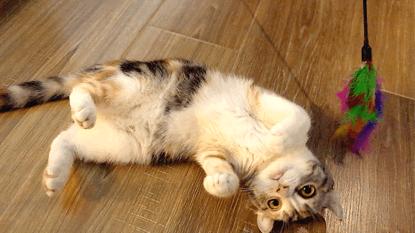 猫咖和羊驼咖,猫咖可以和什么结合在一起