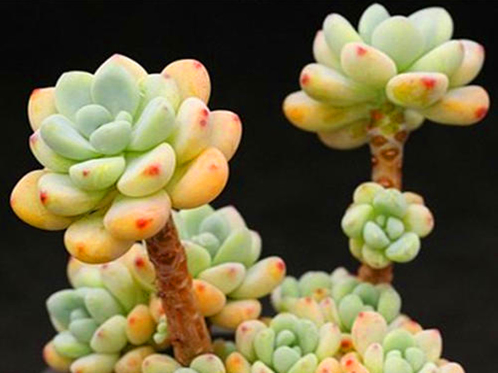 多肉劳尔一直干瘪是怎么回事,多肉劳尔怕淋雨吗