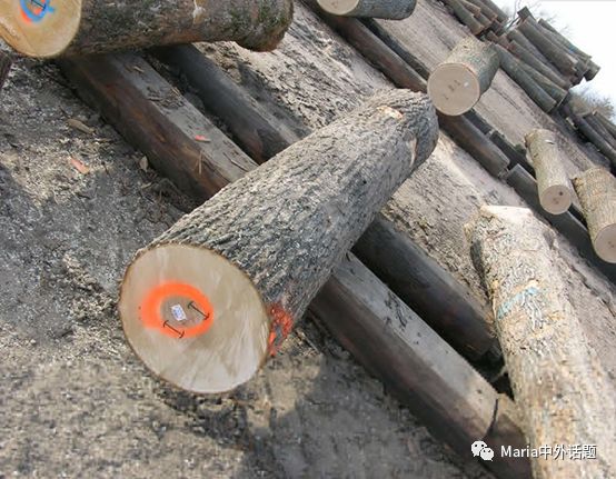 美国硬木干货价格,北美硬木排行