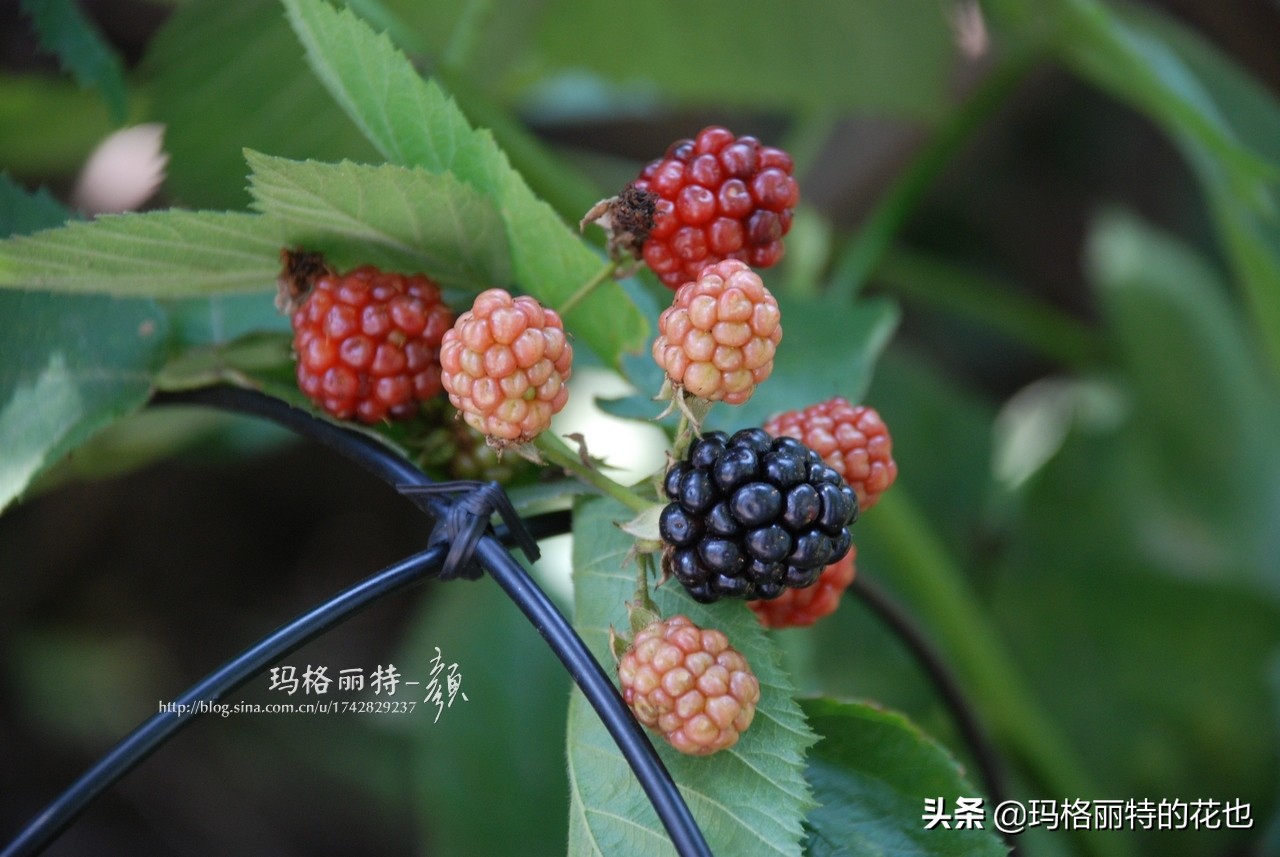 花园里种树莓吗,树莓在庭院里如何种植