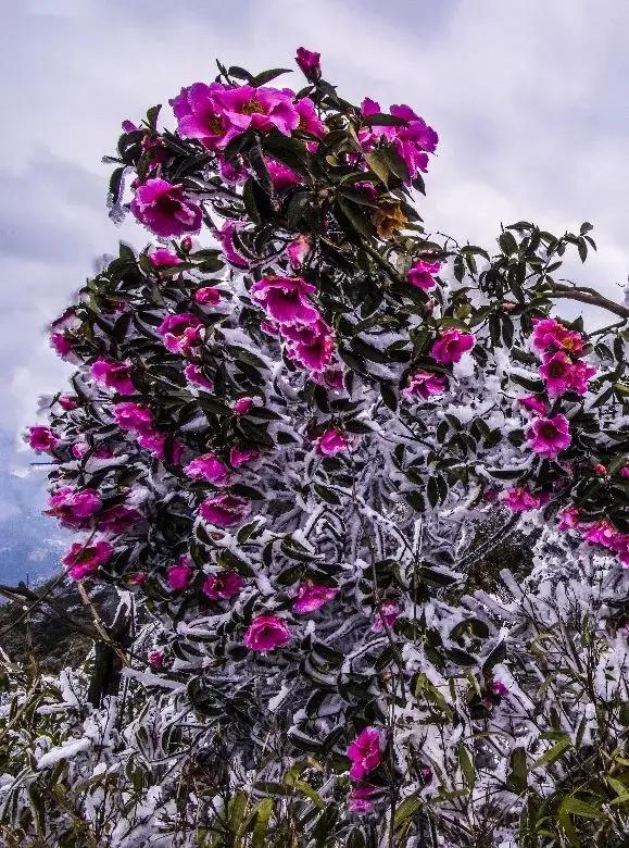 贵州大学1984级管科系同学欢聚毕节录