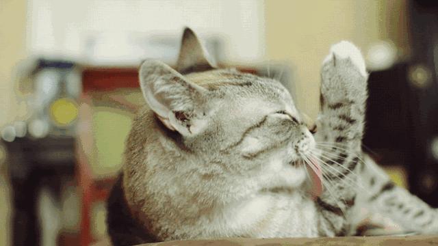 为什么雄性猫比较喜欢咬人,猫为什么在繁衍时刮伤雌性