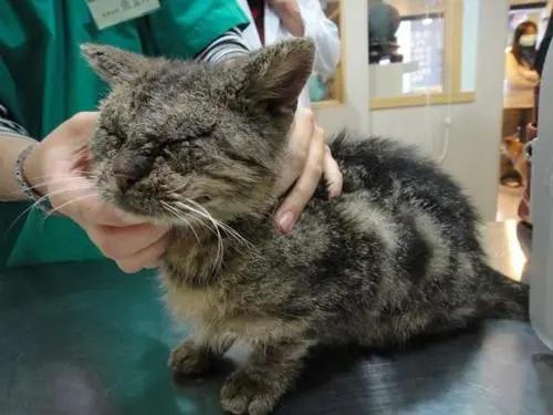 猫咪为啥挠痒受伤,猫咪为啥老是挠嘴巴