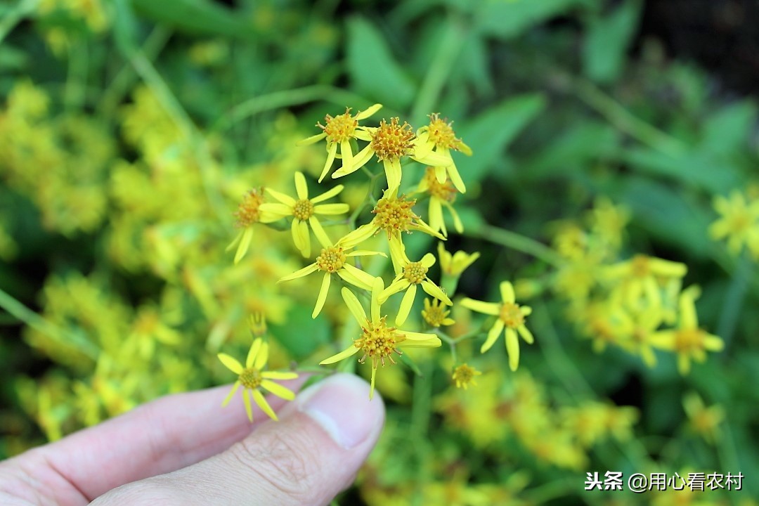 农村随处可见的小黄花，农民管它叫千里光，功效与作用值得您牢记