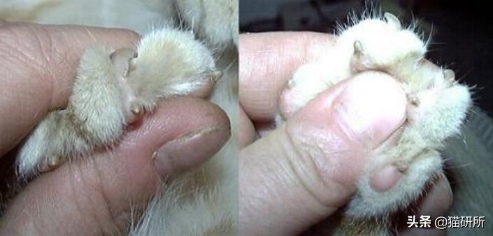 猫咪也会长“鸡眼”？肉垫上的角质增生需要切除吗？