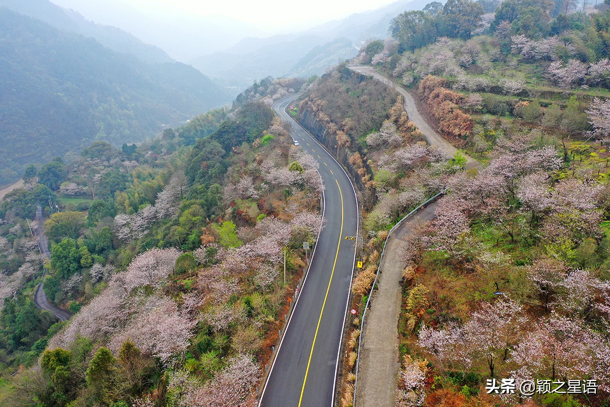 早樱烂漫,看樱花的地方樱花谷