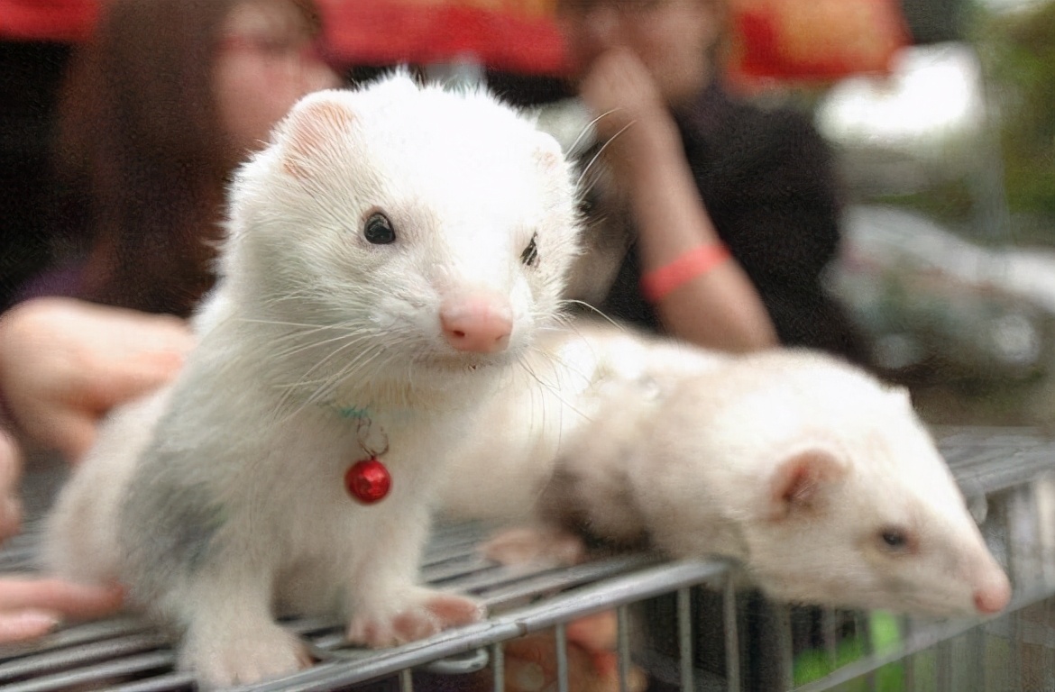 安格鲁貂和玛雪儿貂哪个性格好,可爱安格鲁貂