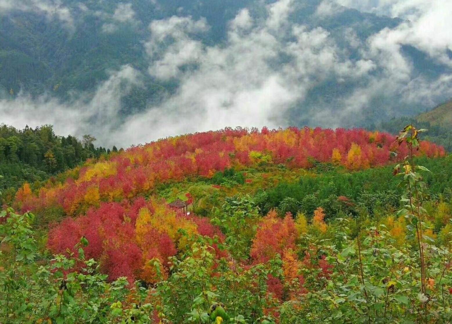 成都童话森林旅游,成都周边两小时的童话森林王国