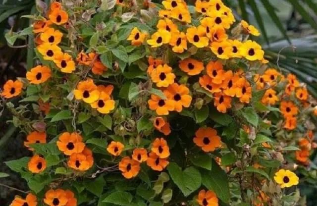 开花灿烂的几种吊盆花，养窗台上就能孕育花朵，不过打理却不容易