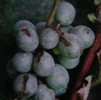 葡萄白粉病发病适宜温度是多少,温室葡萄白粉病特效药