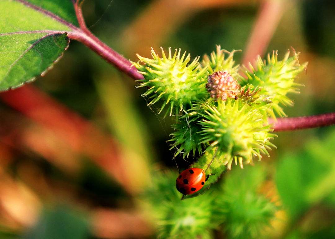 小时候玩过扎钉子吗,小时候都玩过弹力球吧
