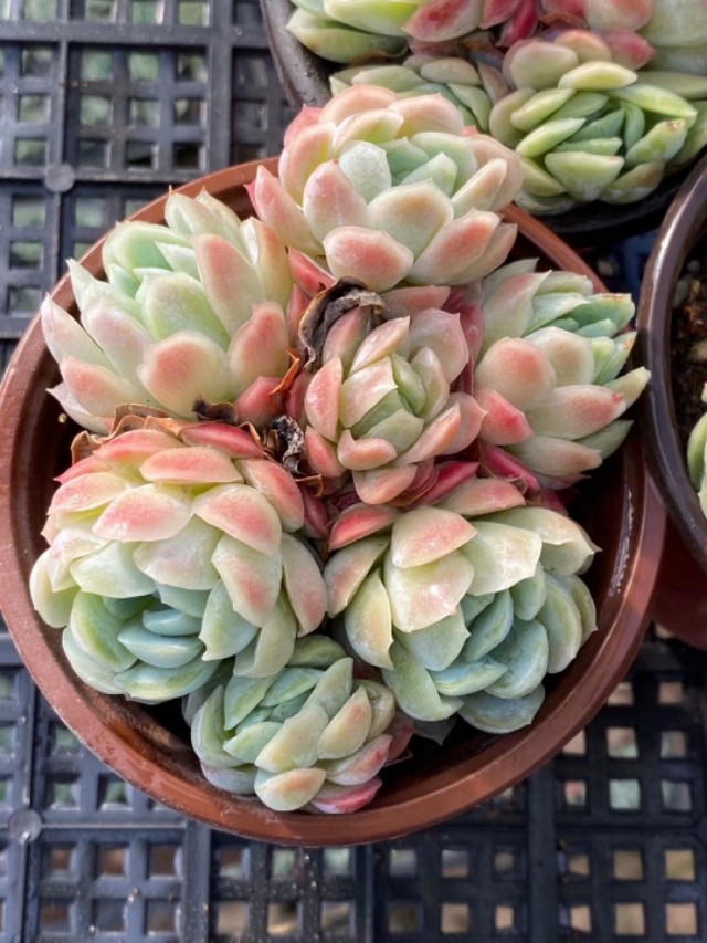 多肉植物树冰怎么养,多肉冰梅度夏注意事项