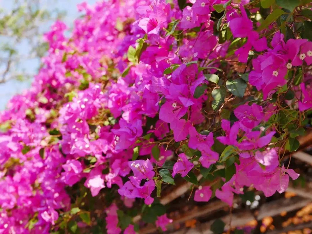 泰国清迈泼水节英文,泰国清迈泼水节自驾游