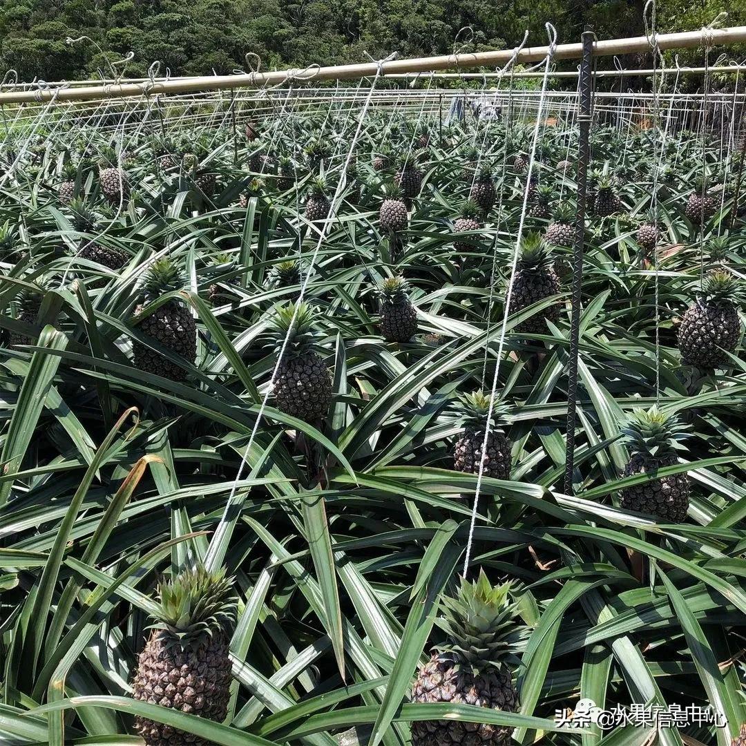 日本进口的菠萝,日本菠萝