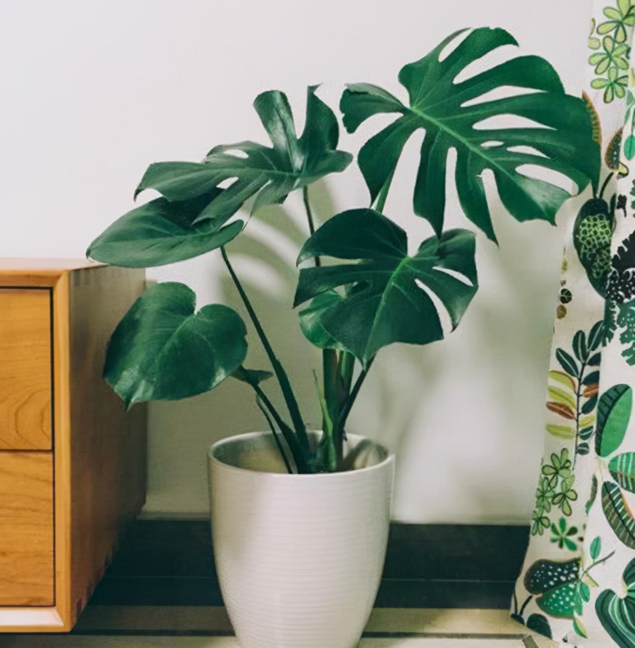 室内可以养的十大吉祥花,最好养的吉祥花有哪些