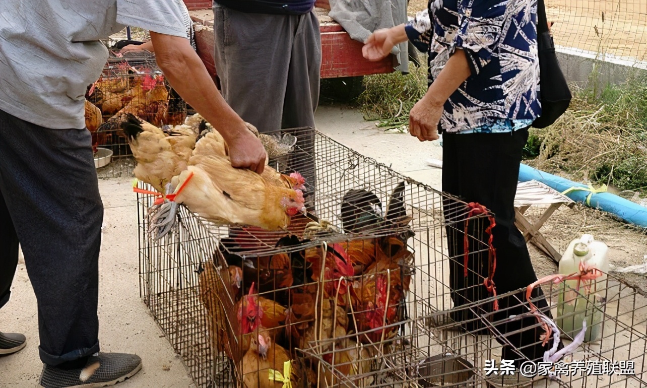 散养土鸡怎样找销售,自己散养土鸡怎么才能销售