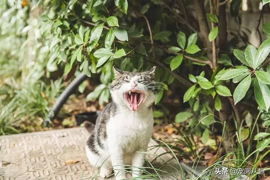 致每一位爱宠人，请了解下困难重重的TNR