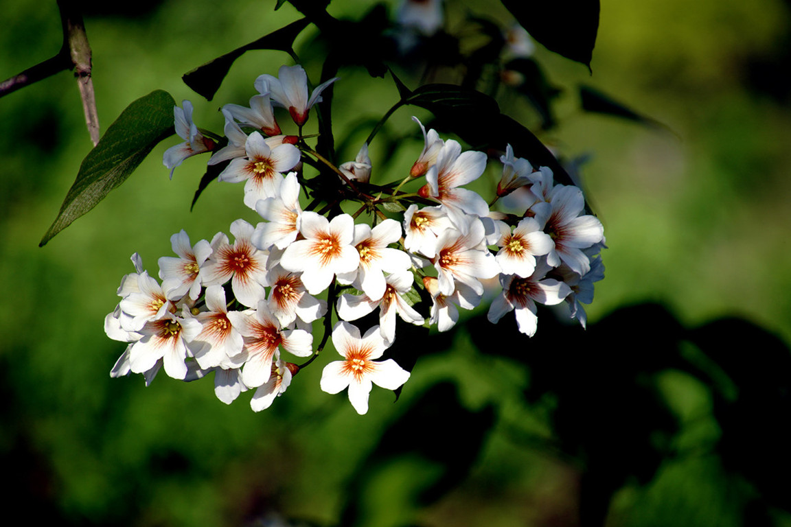 油桐树花开图片,油桐开花时间和方法