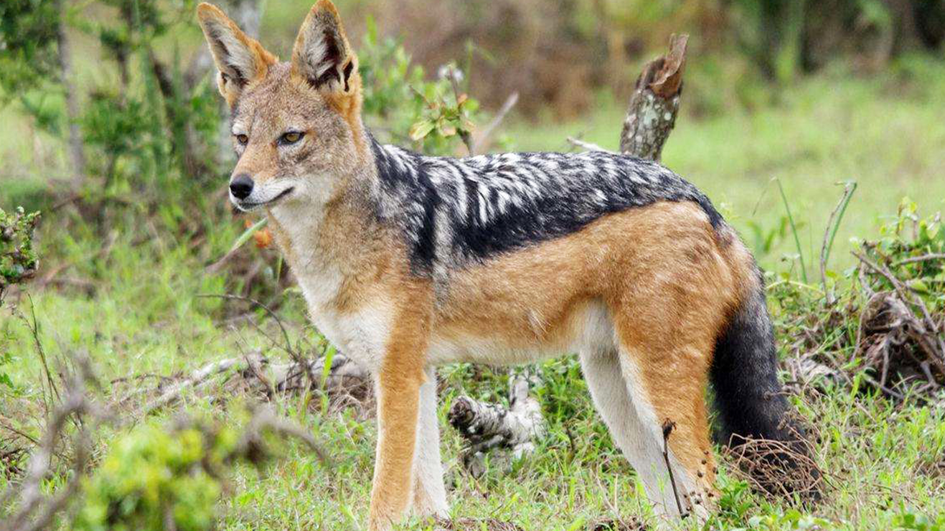 蜗牛智商高的动物,盘点动物世界最慢的动物蜗牛