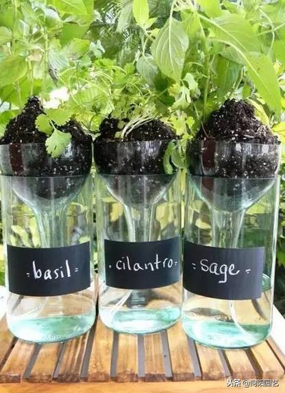 空酒瓶创意改造盆栽,室内盆栽植物专用瓶
