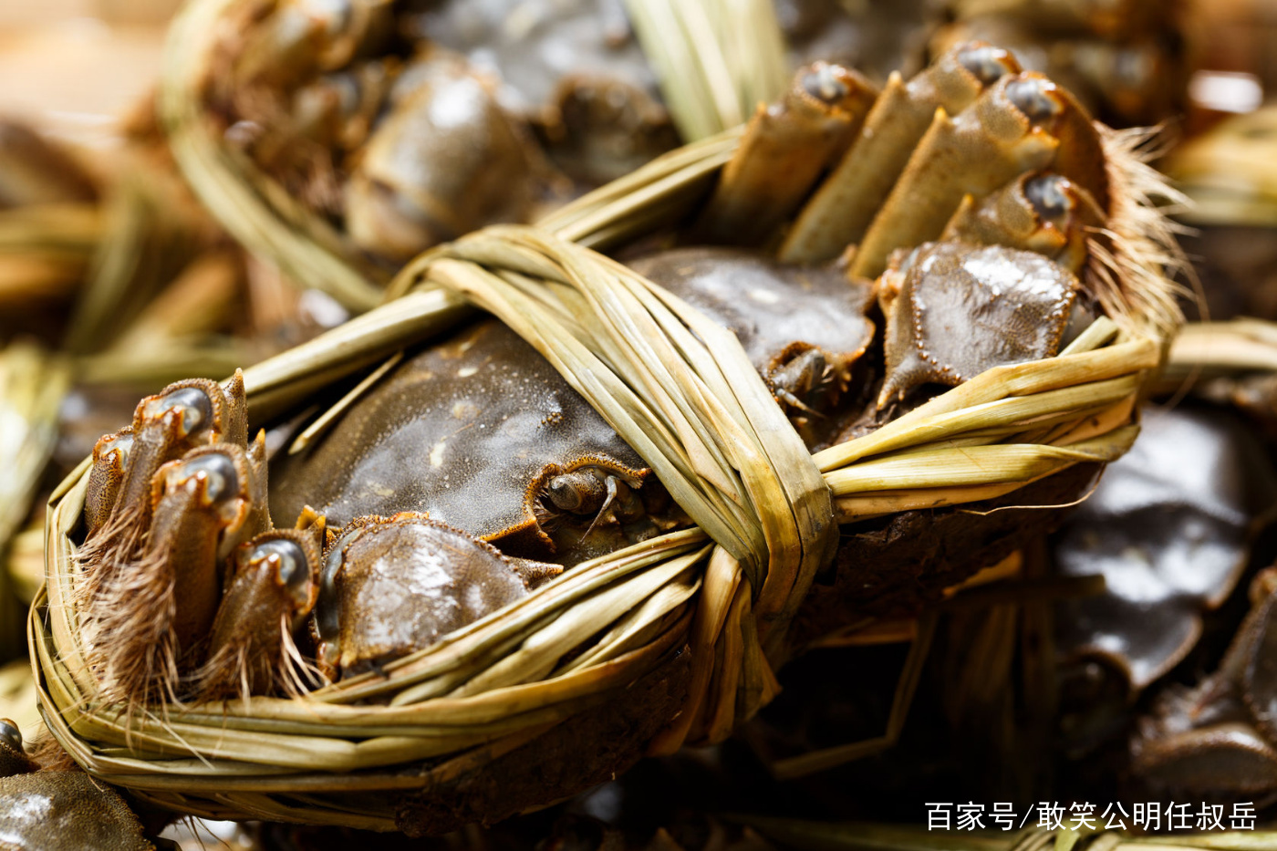 阳澄湖大闸蟹和螃蟹有什么区别,大闸蟹为什么阳澄湖出名