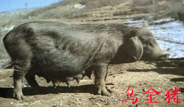 现在全国最新猪肉价格多少钱,目前猪肉价格最高和最低差多少钱