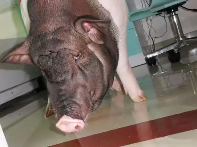 女子花了1100买猪,女子花1000元买了一只狗