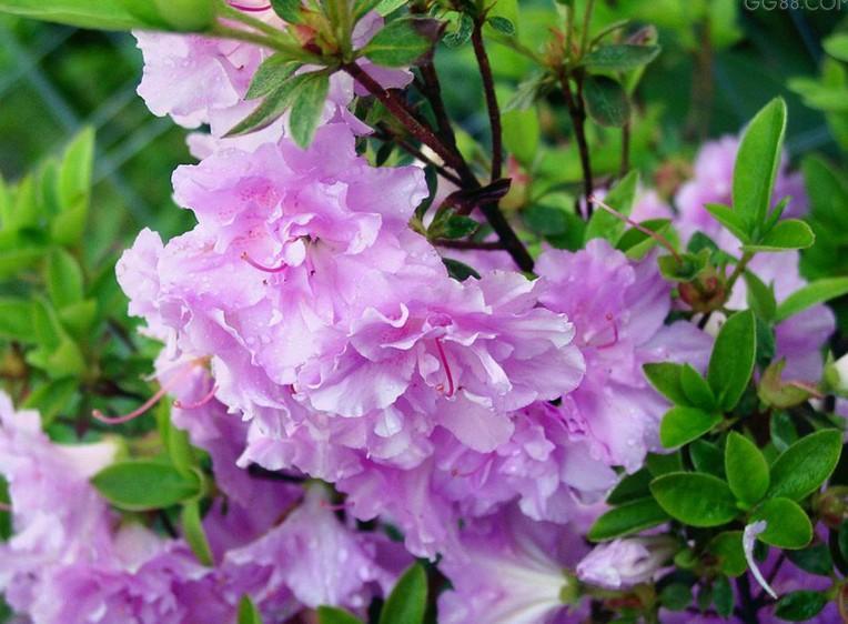 杜鹃花太干了,杜鹃花有点蔫