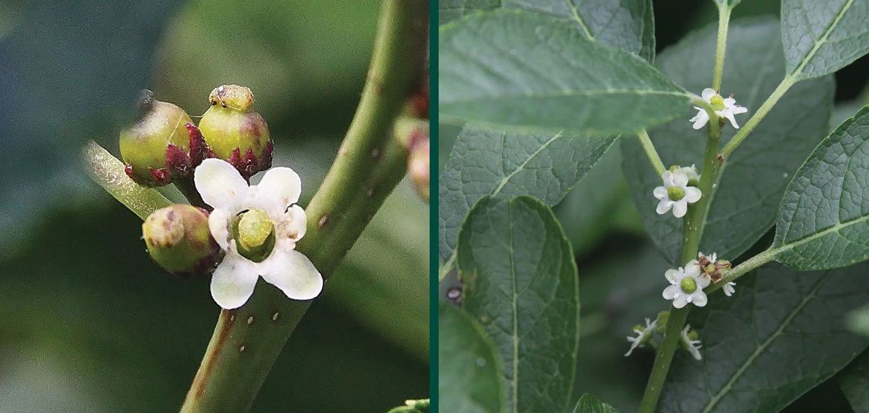 舍不得买鲜花,北美冬青如何组合盆栽