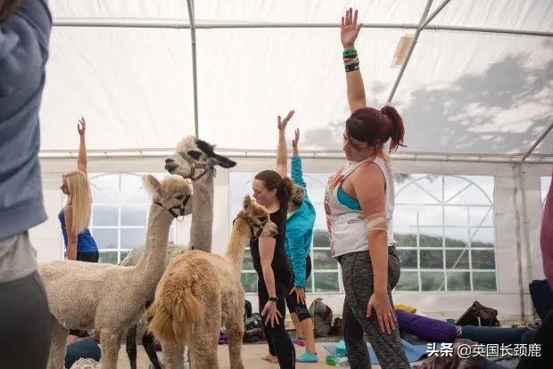 羊驼治愈案例,动物治愈焦虑