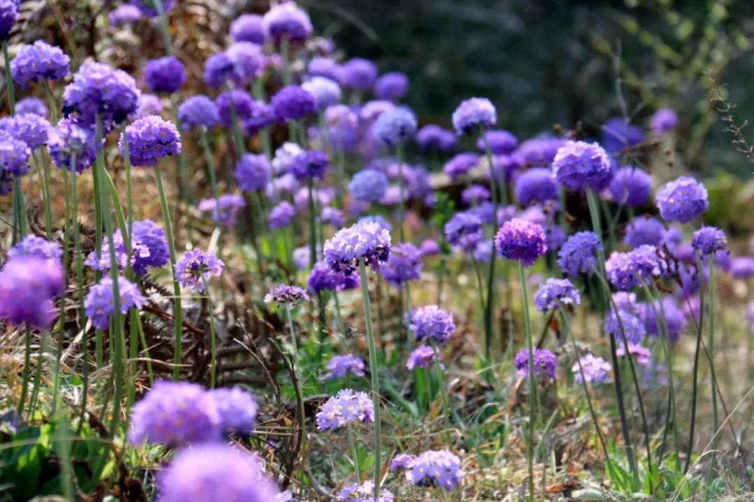 腾冲高山草甸景点,腾冲高原草场