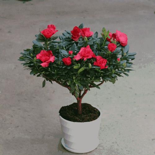 废弃的豆渣怎么利用,豆渣发酵养花最简单方法