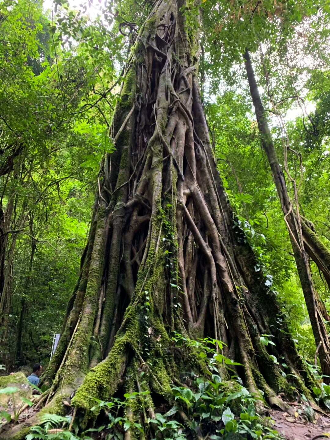 热带雨林犯罪,热带雨林案件最新结果