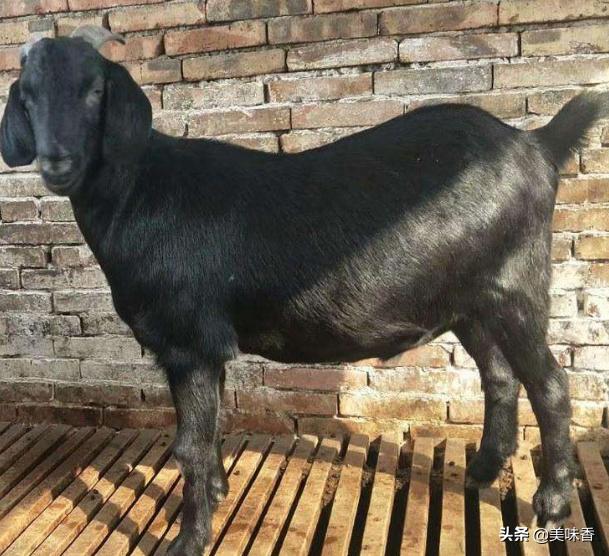 羊白肌病症状及治疗方法图片,羊白肌病症状及治疗方法