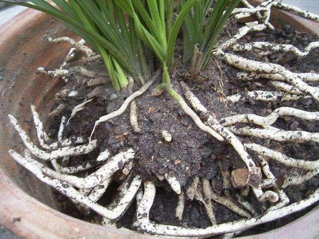 零成本营养土100种自制方法,老花农蚯蚓粪有机营养土