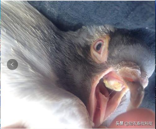 地美硝唑治鸽子什么病,地美硝唑对鸽子的用量