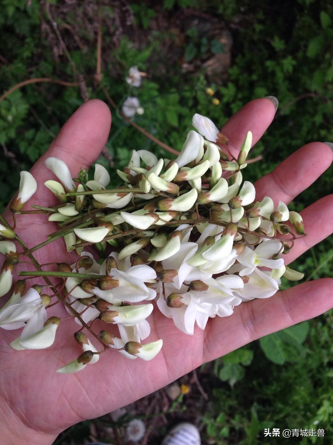 五月的槐花特别香,五月槐花香你不知道的事