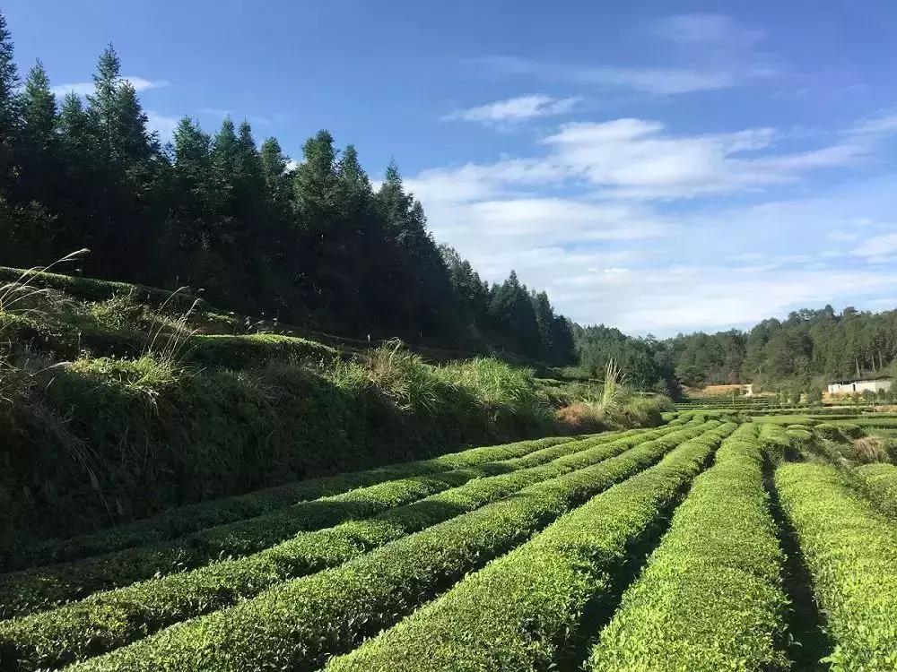 这些绝美的院子最适合夏天带娃小住