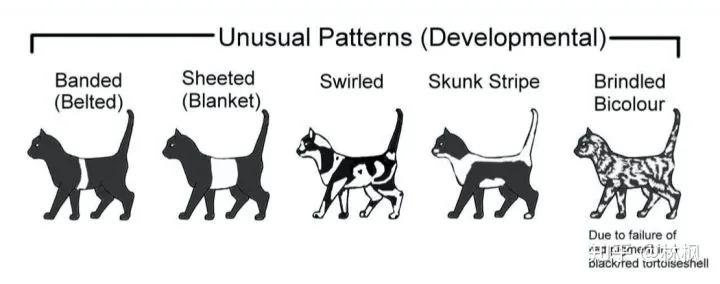 猫咪长红斑点是什么,你知道猫咪的毛色代表了什么吗