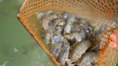 秦皇岛海浪花天桥海鲜批发市场,秦皇岛海浪花批发市场在哪