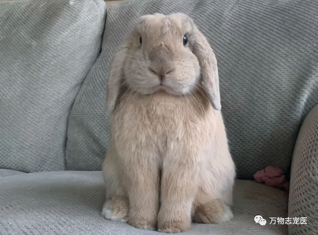 兔子有没有粉色,兔子有只眼睛看不见黑瞳都是白的