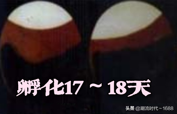 怎么孵化小鸡教学课程,电饭锅怎么孵化小鸡